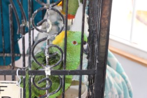 Story about The Nature And Discovery Store, New Ringgold, 2-28-2015 (36)