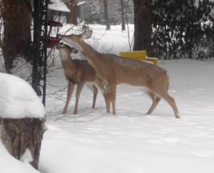 Young and Older Deer, by Fran and Tim D. Stahl, Miller Lane, Walker Township, 2-28-2015 (1)
