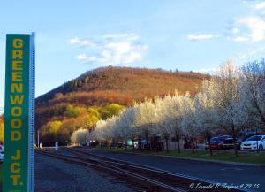 4-29-2015, Donnie's Photography, Donald Serfass, dated 4-29-2015, The Bradford Pears of Gree