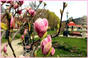 4-30-2015, Donnie's Photography, Donald Serfass, dated 4-30-2015, Magnolia at Depot Square Park