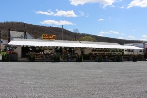 Flowers, Dunn's Farm Market, West Penn, 4-24-2015 (8)