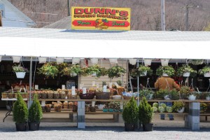 Flowers, Dunn's Farm Market, West Penn, 4-24-2015 (9)