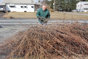 Guy Spring Cleaning, Tree Branches, Hometown, 4-4-2015 (2)