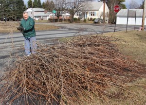 Guy Spring Cleaning, Tree Branches, Hometown, 4-4-2015 (7)