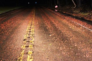 Red Road, Red Maple Tree, State Route 54, Hometown, 4-20-2015 (10)