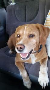 Two Dogs Found, via Tamaqua Area Animal Rescue, Hometown, 4-29-2015 (2)