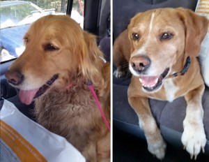 Two Dogs Found, via Tamaqua Area Animal Rescue, Hometown, 4-29-2015, COMBINED