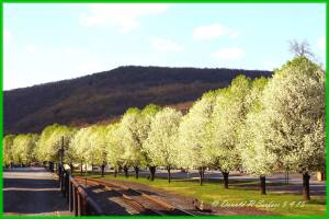 5-4-2015, Donnie's Photography, Donald Serfass, dated 5-4-2015, Evening Walk Along Pleasant Row