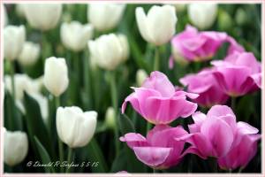 5-5-2015, Donnie's Photography, Donald Serfass, dated 5-5-2015, Tulips