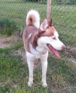 Special to TamaquaArea.com