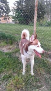 Dog Found, Marian Avenue, Rush Township, 5-18-2015 (2)