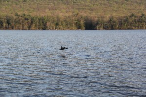 Duck Flying Low Over Mauch Chunk Lake, from Harry Hontz, Jim Thorpe, 5-5-2015 (1)
