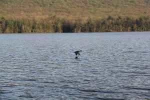 Harry Hontz / Special to TamaquaArea.com