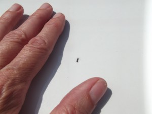 Kathleen Farber / TamaquaArea.com