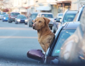 Happy Dog Out Car Window, Mauch Chunk Street, Tamaqua, 5-8-2015 (2)