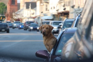 Happy Dog Out Car Window, Mauch Chunk Street, Tamaqua, 5-8-2015 (6)