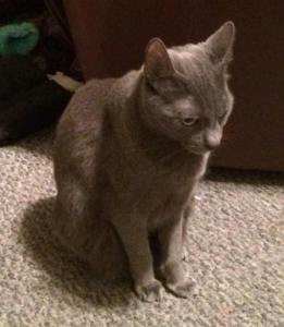 Missing Cat, Hunter Street, Tamaqua, 5-30-2015 (1)