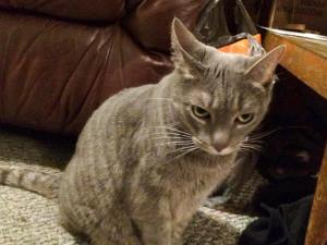 Special to TamaquaArea.com