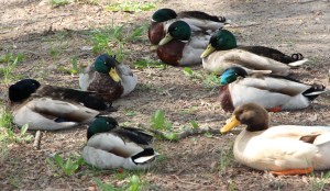 Sleeping Ducks, Schuylkill Avenue, Tamaqua, 5-4-2015 (26)