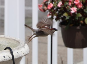 Swallow, Bird Bath, West Broad Street, Tamaqua, 5-7-2015 (6)