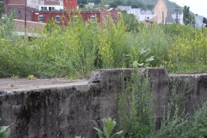 6-30-2015, Photo Quest (7)