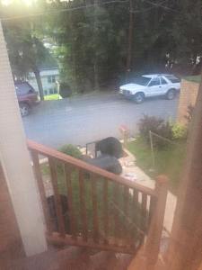 Bear Sighting, from Julie DeAngelo, Lincoln Street, Tamaqua, 6-7-2015
