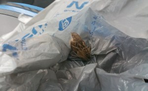 Bird in the Road, US209, Lansford, 6-28-2015 (1)