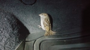 Bird in the Road, US209, Lansford, 6-28-2015 (14)