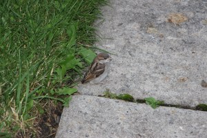 I left the bird in a Summit Hill yard. When I came back it was gone. Hope it flew away.