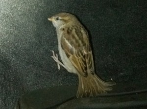 Pictured is the bird hiding under the dash in my truck, after 