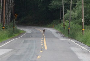 Dear in Road, Tuscarora, 6-3-2015 (10) - Copy