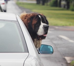 Dog Sticks Its Head Out the Car Window, SR309, Tamaqua, 5-27-2015 (84)