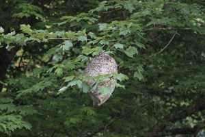Hornet, Nest, Hive, Along SR54, Barnesville Drive, Barnesville, 6-10-2015 (8)