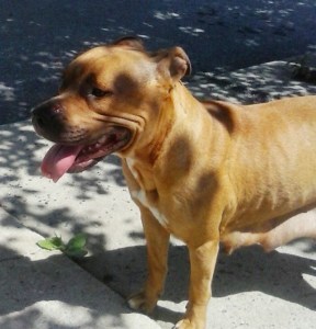 Lost Dog on Mauch Chunk, from Tolan, Greenwood Street, Tamaqua, 6-29-2015