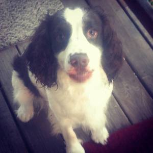 Missing Dog, Zack, Submitted, Tamaqua, 6-29-2015