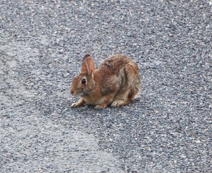 Rabbit, Dutch Hill, Tamaqua, 6-13-2015 (25) - Copy