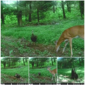 Ann Marie Kovalewski / Special to TamaquaArea.com