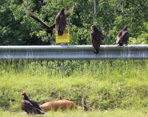 Vultures, US209, Schuylkill Township, 6-13-2015 (7)