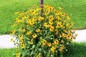 7-20-2015, Photo Quest (1)