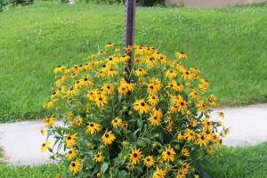 7-20-2015, Photo Quest (3)