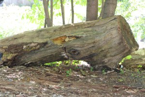 7-24-2015, Photo Quest (1)