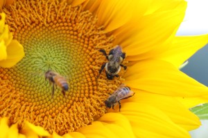 Bees, Wasps, Sunflowers, Catawissa Road, Walker Township, 7-26-2015 (47)