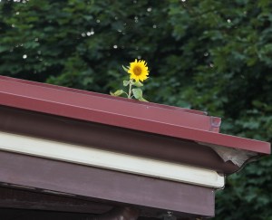 Sunflower Growing on Tamaqua Train Station, Tamaqua, 7-23-2015 (5) - Copy