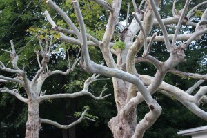 Cut Trees, Noth Lehigh Street, Tamaqua, 8-16-2015 (2)
