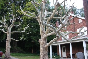 Cut Trees, Noth Lehigh Street, Tamaqua, 8-16-2015 (6)