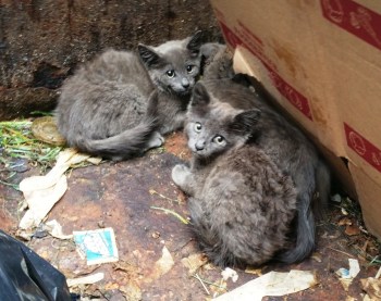 Kittens in Dumpster, Sisters Cantina, Tamaqua, 8-19-2015 (9) - Copy