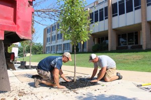 Lanscapers Replacing Trees in Front of Tamaqua High School, Tamaqua, 8-14-2015 (15)
