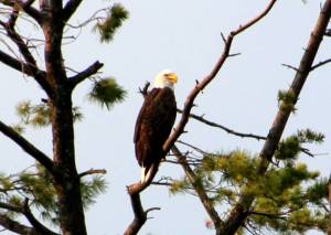 Lyle Mantz / Special to TamaquaArea.com