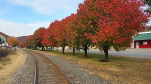 Red and Green Trees, North Railroad Street, Tamaqua, 10-31-2015 (3)