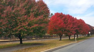 Red and Green Trees, North Railroad Street, Tamaqua, 10-31-2015 (4)